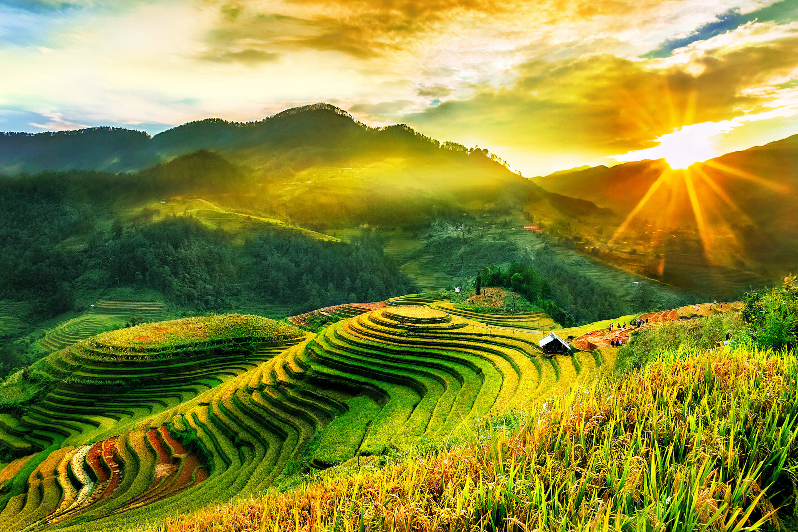 Bảo hiểm trực tuyến